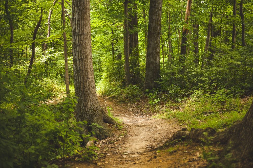 forest-1868028_1280